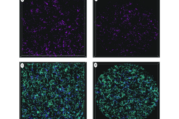 3D porosity and mineralogy characterization in tight gas sandstones